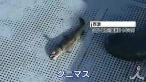 クニマス