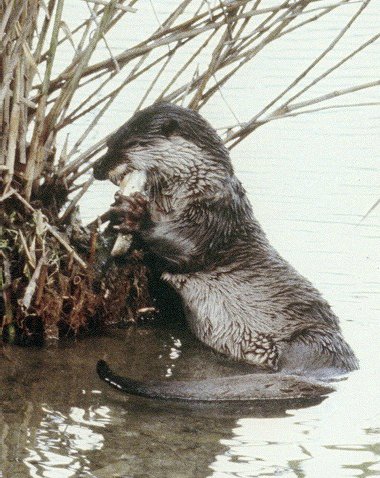 えさを食べるニホンカワウソ