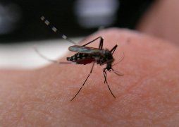 蚊の吸血