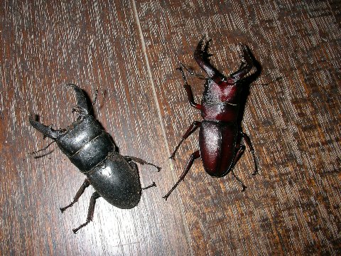 ノコギリクワガタとカナブンの標本作り