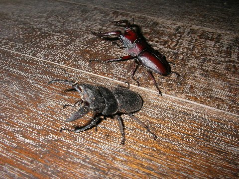 ノコギリクワガタとカナブンの標本作り