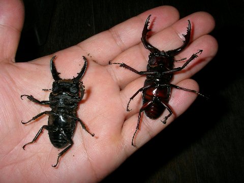 ノコギリクワガタとカナブンの標本作り