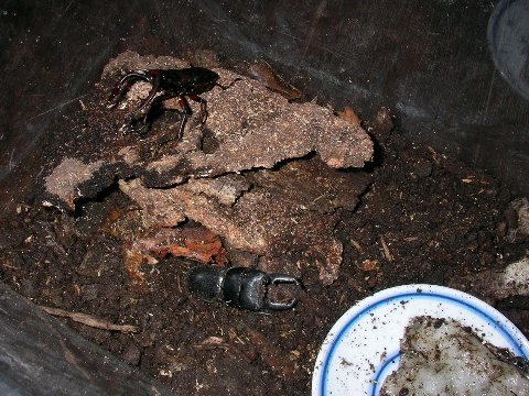 ノコギリクワガタとカナブンの標本作り