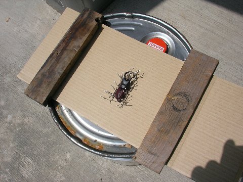 ノコギリクワガタとカナブンの標本作り