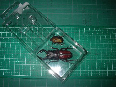 ノコギリクワガタとカナブンの標本作り