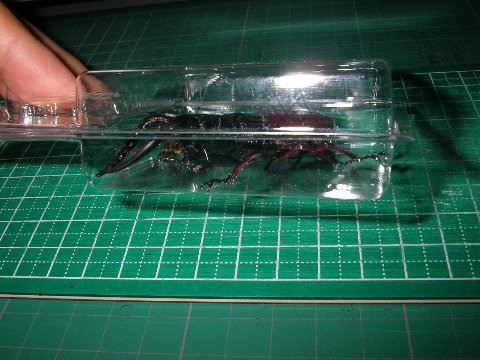 ノコギリクワガタとカナブンの標本作り