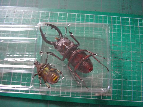 ノコギリクワガタとカナブンの標本作り