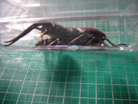 ノコギリクワガタとカナブンの標本作り