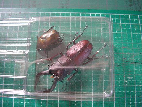 ノコギリクワガタとカナブンの標本作り