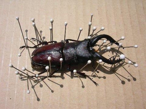 ノコギリクワガタとカナブンの標本作り