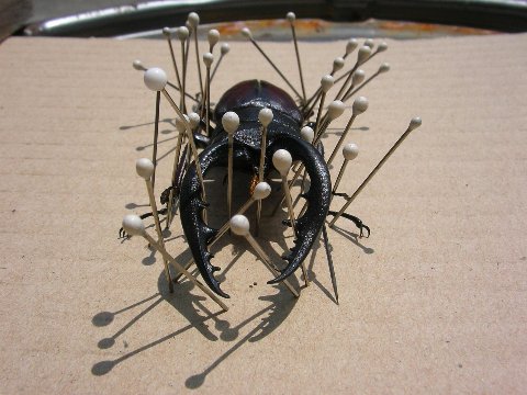 ノコギリクワガタとカナブンの標本作り