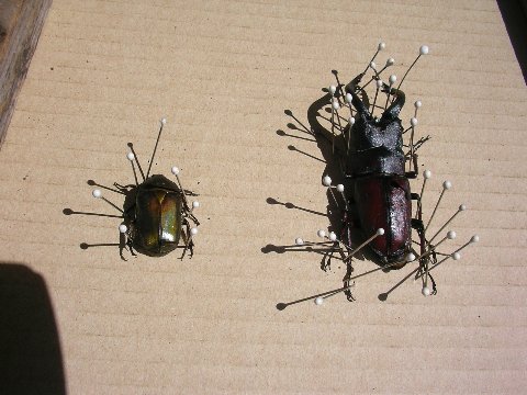 ノコギリクワガタとカナブンの標本作り