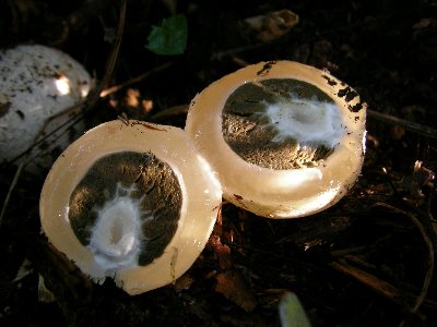 オオシロカラカサタケの断面